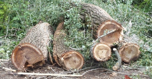 Самовольная вырубка деревьев в Оренбуржье грозит крупными штрафами и изъятием техники
