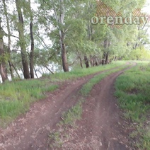 Медногорск заполонили мыши