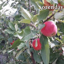 Оренбуржцев впереди ждут аж три Спаса