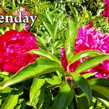 В Оренбурге в пятницу ожидается до 34 градусов жары