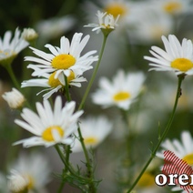 Какой будет погода в Оренбуржье в начале новой рабочей недели