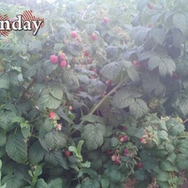 В последний день июля оренбуржцам следует испечь малиновый пирог