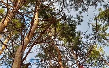 Жара до +31°С не покинет в ближайшее время Оренбуржье
