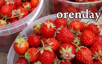 Как выбрать лучшие клубнику и черешню: советы оренбуржцам