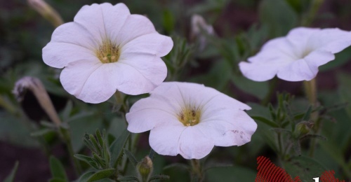 Подрядчик, который сделает набережную в Оренбурге цветущей, определён