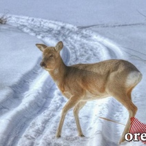 Крещенские морозы в Оренбуржье отменяются