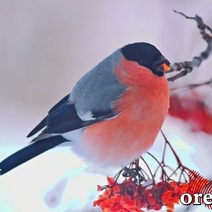 Какой будет погода в Оренбуржье в новогоднюю ночь