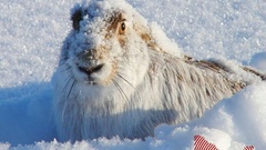 Первые зимние выходные из-за погоды оренбуржцы запомнят надолго