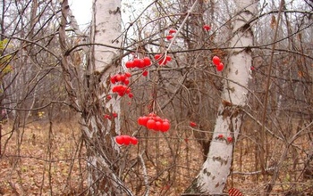 На Оренбуржье надвигаются дожди