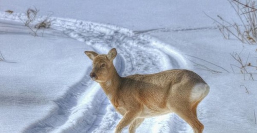 От лютых морозов - к мягкой зиме: как изменится погода в Оренбургской области