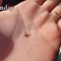 После паводка в Оренбурге прогнозируют нашествие комаров