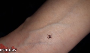 В Оренбуржье от клещей пострадали шесть человек