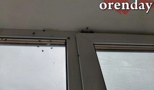Вялые мухи атакуют Зауральный: что это за нашествие