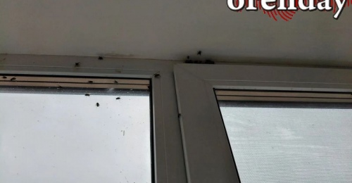 Вялые мухи атакуют Зауральный: что это за нашествие