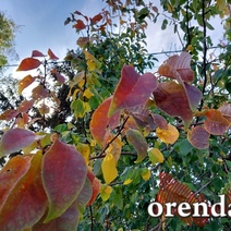 Каких сюрпризов от погоды ждать оренбуржцам в начале рабочей недели