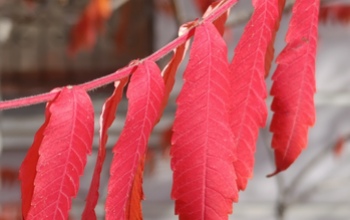 Оренбуржье в выходные ждет переменчивая погода с лёгкими дождями