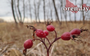 Время лесных витаминов: оренбуржцы запасаются шиповником