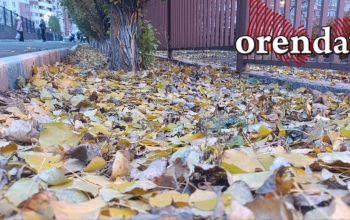 Что делать с опавшей листвой: несколько рабочих способа для оренбуржцев