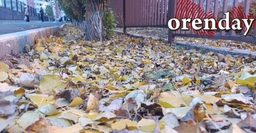 Что делать с опавшей листвой: несколько рабочих способа для оренбуржцев
