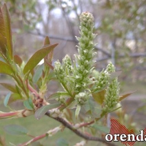 Какой будет погода в Оренбургской области на Пасху