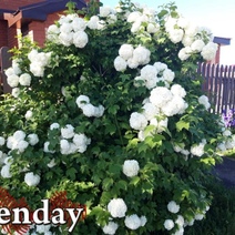 В Оренбуржье оштрафовали пенсионера за удар ладонью подростка, забравшегося на его участок