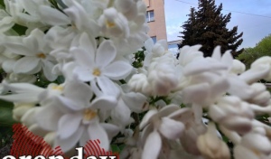 За обрывание сирени оренбуржцы могут схлопотать штраф