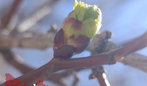 Оренбуржцев ждут первые грозы и резкое потепление до +24°С