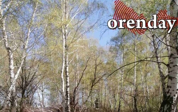 В Шарлыкском районе мужчина незаконно срубил деревья более чем на 200 тысяч рублей