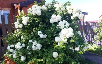 В Оренбуржье оштрафовали пенсионера за удар ладонью подростка, забравшегося на его участок