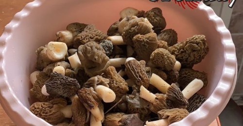 Жителям Оренбуржья напомнили об опасности первых весенних грибов