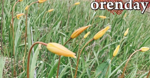 Оренбуржцев просят фотографировать первоцветы в степях