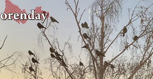 Атлантические циклоны принесут в Оренбуржье снег, ветер и гололёд