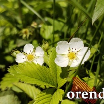 В Оренбуржье снова ожидаются заморозки