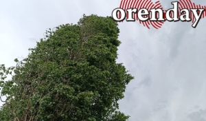 В Оренбуржье ожидается ветер, способный валить деревья и разрушать строения