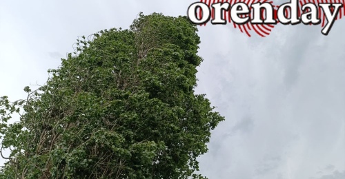 В Оренбургской области объявлено штормовое предупреждение из-за сильного ветра