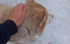 В Оренбурге проблеме с бродячими собаками больше ста лет
