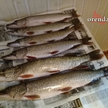 Грузовик не с пряниками, а с пивом перевернулся под Оренбургом. К чему бы?