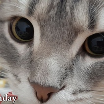 В Новотроицке мужчина выбросил из окна кошку с котятами (18+)