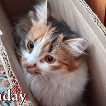 С начала года оренбуржцы вывозили за границу 39 домашних питомцев