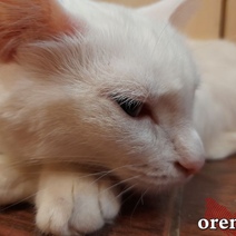 Оренбурженка требует со стрелка денег за лечение раненого кота