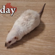 В Оренбурге по группе детского сада № 176 разгуливала мышь