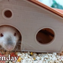 Власти Медногорска дошли до апелляции, лишь бы не травить опасных для здоровья жителей грызунов