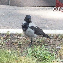 Ждать ли оренбуржцам потепления на короткой рабочей неделе