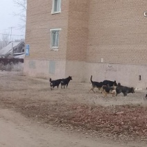 В Оренбурге собаки вновь пытались напасть на ребёнка