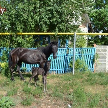 В Первомайском районе ребенок упал с лошади и получил перелом со смещением