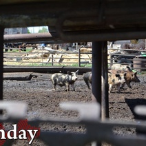 В Илекском районе мужчина при забое свиньи порезал себя