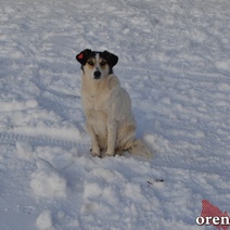 В Оренбург привозят бродячих собак, отловленных в других районах