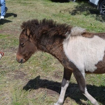 В центре Оренбурга незаконно эксплуатировали лошадок, пони и даже верблюда