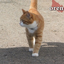 Котики – антидепрессант от плохой погоды и мировых потрясений 