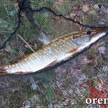 Раков и рыбу сейчас в Оренбургской области особо не половишь